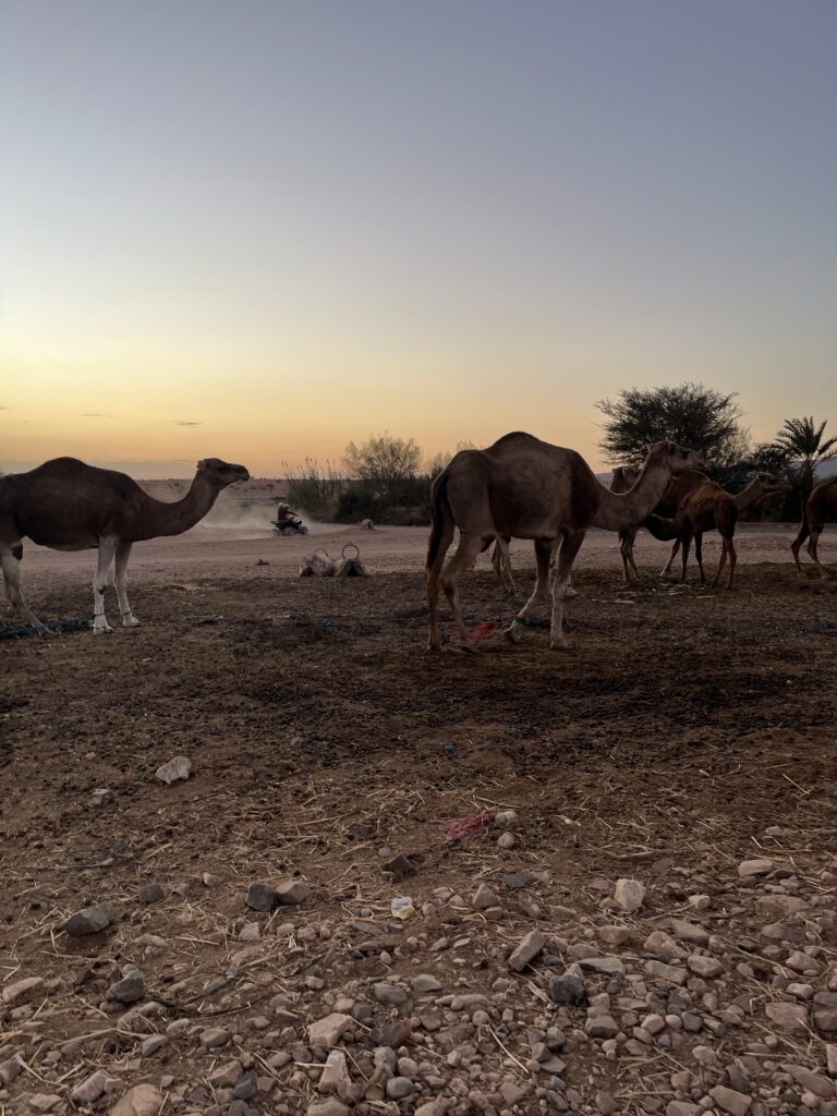 Dromadaires Marrakech