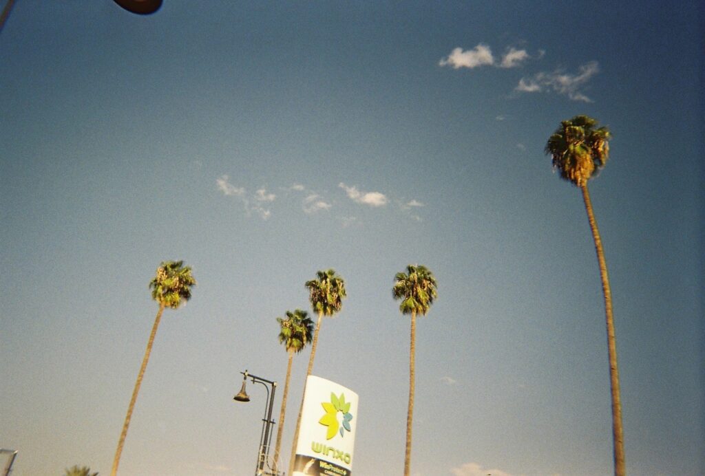 Palmiers à Marrakech