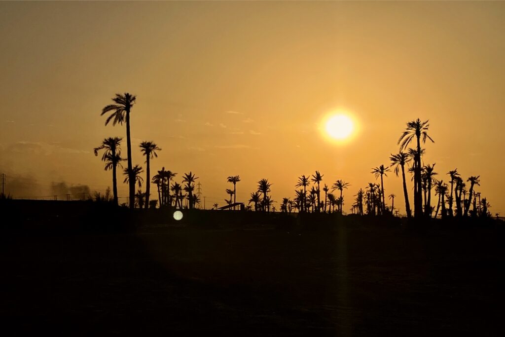palmeraie de Marrakech