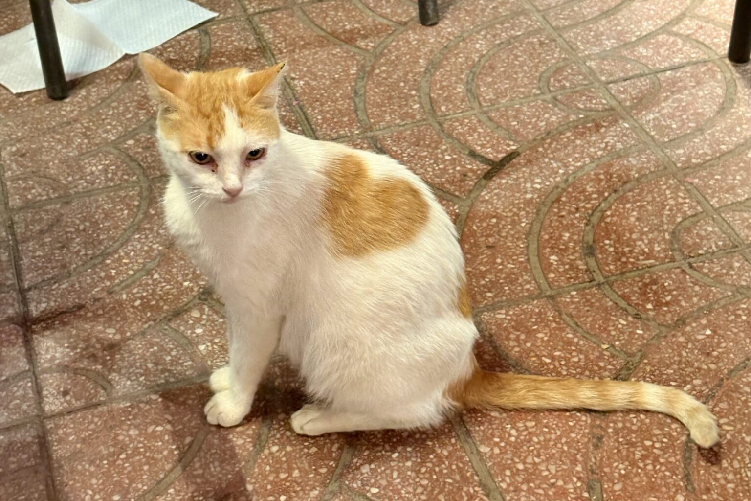 chat avec un coeur roux sur le dos